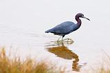 Little Blue Heron Hunting_31931